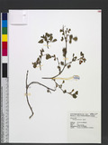 Trifolium dubium S...