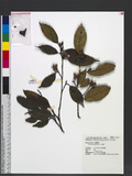 Sycopsis sinensis Oliver 
