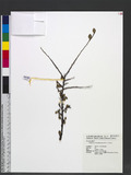 Cotoneaster apiculatus Rehder & E. H. Wilson