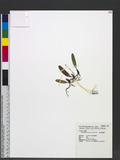 Bulbophyllum retus...