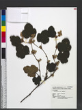 Rubus formosensis Ktze. OWa_l