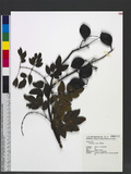 Caesalpinia crista L. fר