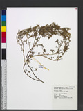 Coronopus didymus (L.) Smith ت