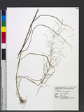 Leptochloa panicea (Retz.) Ohwi ʤl