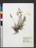 Eragrostis poaeoides P. Beauv. peܯ