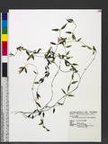 Tripterospermum luzonense (Vidal) J. Murata Uͧί