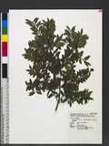 Ilex yunnanensis Fr. var. parvifolia (Hayata) S. Y. Hu 小葉雲南冬青