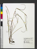 Thaumastochloa cochinchinensis (Lour.) C. E. Hubb. D