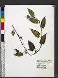 Persicaria chinensis (L.) H. Gross var. auriculatis (Suzuki) C. F. Kuo