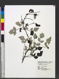 Rubus mesogaeus Focke �a_l