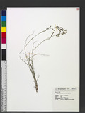 Eragrostis brownii (Kunth) Nees eܯ