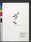 Kudoacanthus albo-nervosa Hosok. ȯ