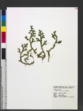 Selaginella boninensis Bak. pf