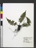 Dryopsis apiciflora (Wall. ex Mett.) Holttum & P. J. Edwards n