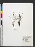 Juncus triflorus Ohwi ɤsO߯