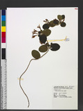Lonicera japonica Thunb. Ȫ