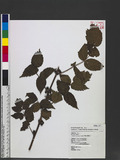 Rubus ritozanensis...