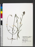 Crotalaria sessiliflora L. ʦX