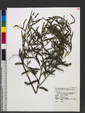 Chamaecrista nictitans (L.) Moe. subsp. patellaria (Col.) Ir. & Bar. var. glabrata (V.) Ir. & Bar. jtۯ