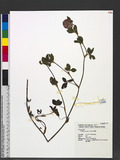 Trifolium pratense L. T