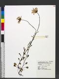 Leucanthemum vulga...