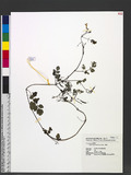 Corydalis pallida (Thunb.) Pers. j