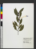 Maesa japonica (Thunb.) Moritzi ex Zoll. s۪
