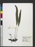 Crypsinus engleri (Luerss.) Copel. p