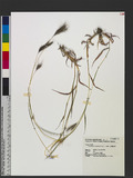 Dichanthium aristatum (Poir.) C. E. Hubb. 