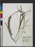 Pennisetum polystachion (L.) Schult. aT