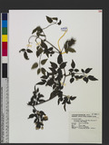 Clematis gouriana Roxb. ex DC. subsp. lishanensis T. Y. A. Yang & T. C.Huang spu