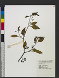 Solanum nigrum L. ...
