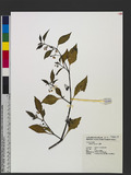 Solanum nigrum L. s