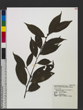 Symplocos congesta Benth. var. theifolia (Hayata) Y. P. Yang & S. Y. Lu Ǥ