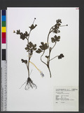 Ranunculus siebold...