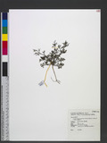 Cyclospermum leptophyllum (Persoon) Sprague ex Britton & P. Wilson Ӹ