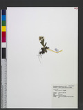 Anaphalis royleana DC. పţ­