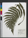 Dryopteris lepidopoda Hayata p