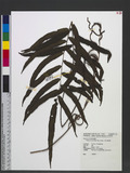 Plagiogyria euphlebia (Kunze) Mett. ؤF