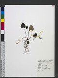 Viola formosana Hayata var. tozanensis (Hayata) Hsieh OWj
