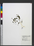 Polygonum chinense L. 