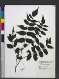 Rubus ritozanensis Sasaki ɤsa_l