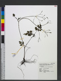 Osmorhiza aristata (Thunb.) Makino & Yabe 