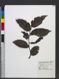 Glochidion zeylanicum (Gaertn.) A. Juss. var. tomentosum Trim. J