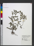 Phyllanthus hooker...