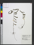 Phyllanthus debilis Herb. Wight ex Wall.