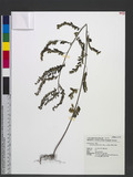 Phyllanthus debilis Herb. Wight ex Wall.