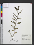 Phyllanthus amarus...