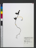 Chimaphila japonica Miq. 饻RV