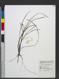 Ophiopogon intermedius D. Don 間型沿階草